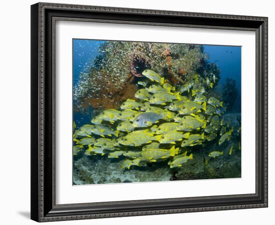 Schooling Sweetlip Fish Swim Past Coral Reef, Raja Ampat, Indonesia-Jones-Shimlock-Framed Photographic Print