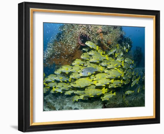 Schooling Sweetlip Fish Swim Past Coral Reef, Raja Ampat, Indonesia-Jones-Shimlock-Framed Photographic Print