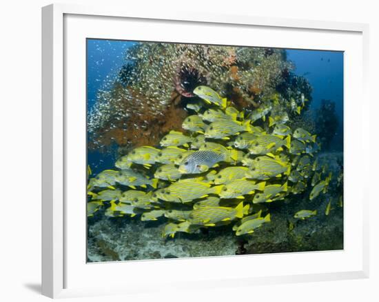 Schooling Sweetlip Fish Swim Past Coral Reef, Raja Ampat, Indonesia-Jones-Shimlock-Framed Photographic Print