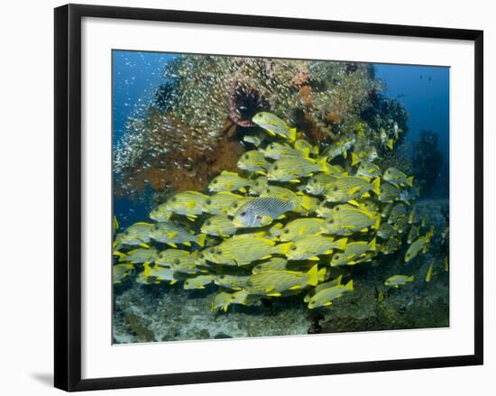 Schooling Sweetlip Fish Swim Past Coral Reef, Raja Ampat, Indonesia-Jones-Shimlock-Framed Photographic Print