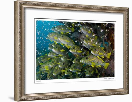 Schooling Sweetlips with Glassfish-Jones-Shimlock-Framed Giclee Print