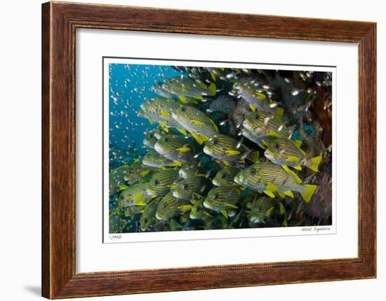 Schooling Sweetlips with Glassfish-Jones-Shimlock-Framed Giclee Print