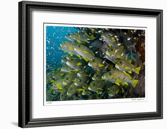 Schooling Sweetlips with Glassfish-Jones-Shimlock-Framed Giclee Print