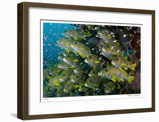 Schooling Sweetlips with Glassfish-Jones-Shimlock-Framed Giclee Print