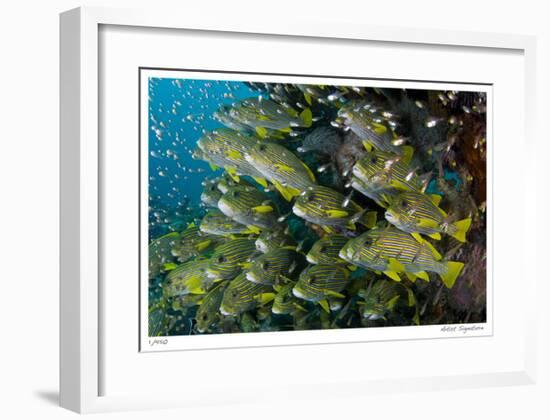 Schooling Sweetlips with Glassfish-Jones-Shimlock-Framed Giclee Print