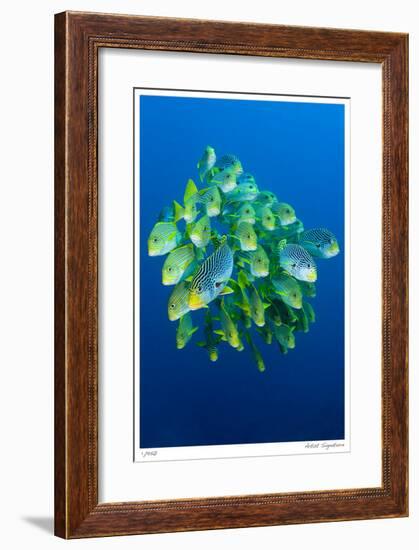 Schooling Sweetlips-Jones-Shimlock-Framed Giclee Print