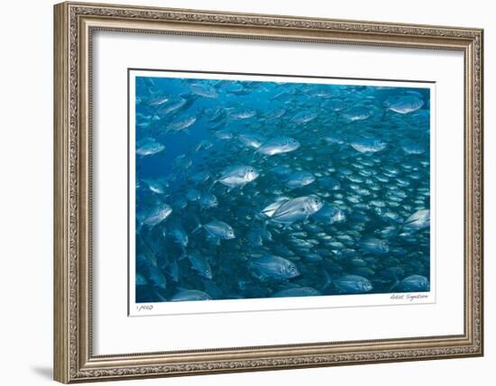 Schooling Trevally-Jones-Shimlock-Framed Giclee Print