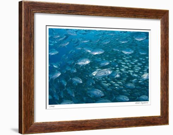 Schooling Trevally-Jones-Shimlock-Framed Giclee Print