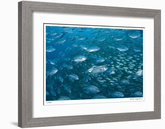 Schooling Trevally-Jones-Shimlock-Framed Giclee Print