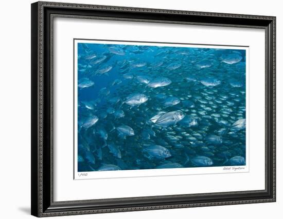 Schooling Trevally-Jones-Shimlock-Framed Giclee Print