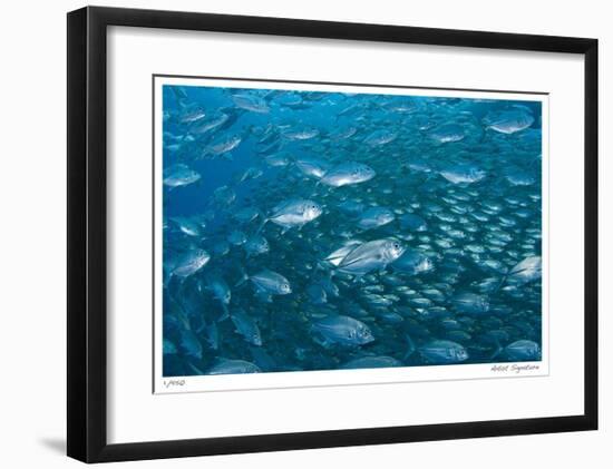 Schooling Trevally-Jones-Shimlock-Framed Giclee Print