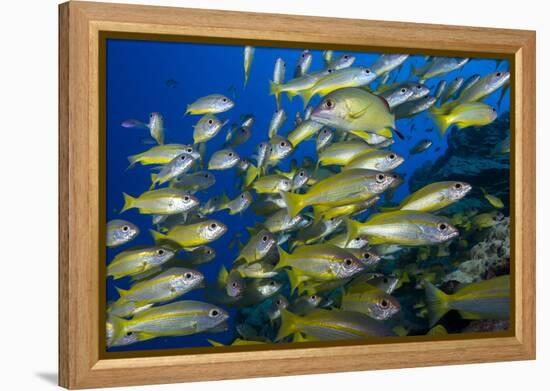 Schooling Yellow-Striped Goatfish (Mulloidichthys Vanicolensis). Great Barrier Reef-Louise Murray-Framed Premier Image Canvas