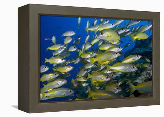 Schooling Yellow-Striped Goatfish (Mulloidichthys Vanicolensis). Great Barrier Reef-Louise Murray-Framed Premier Image Canvas