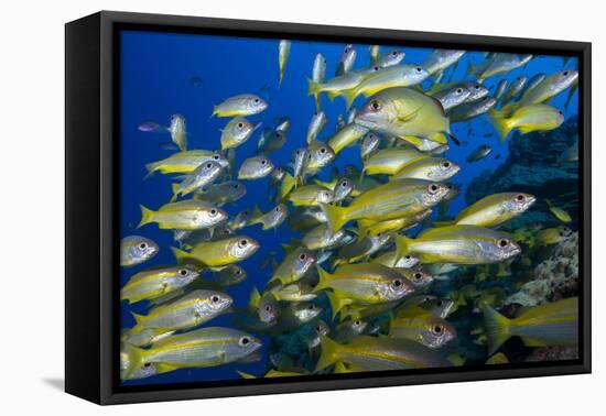 Schooling Yellow-Striped Goatfish (Mulloidichthys Vanicolensis). Great Barrier Reef-Louise Murray-Framed Premier Image Canvas