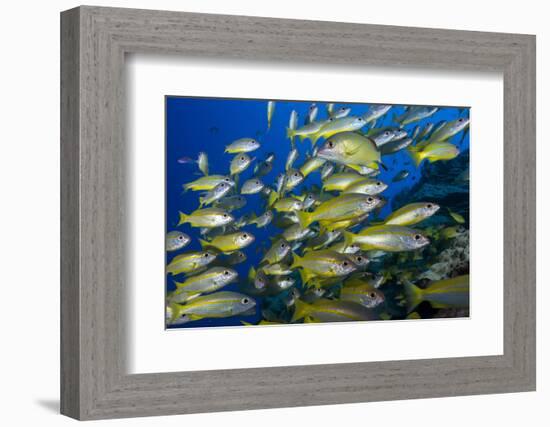 Schooling Yellow-Striped Goatfish (Mulloidichthys Vanicolensis). Great Barrier Reef-Louise Murray-Framed Photographic Print