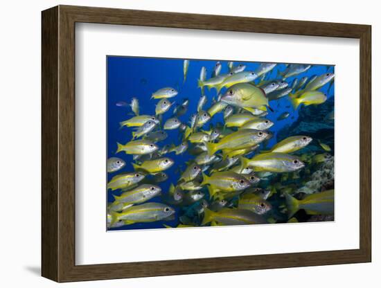 Schooling Yellow-Striped Goatfish (Mulloidichthys Vanicolensis). Great Barrier Reef-Louise Murray-Framed Photographic Print