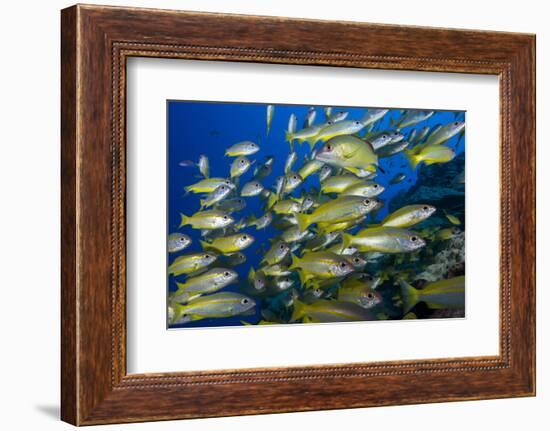 Schooling Yellow-Striped Goatfish (Mulloidichthys Vanicolensis). Great Barrier Reef-Louise Murray-Framed Photographic Print