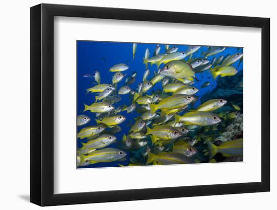 Schooling Yellow-Striped Goatfish (Mulloidichthys Vanicolensis). Great Barrier Reef-Louise Murray-Framed Photographic Print