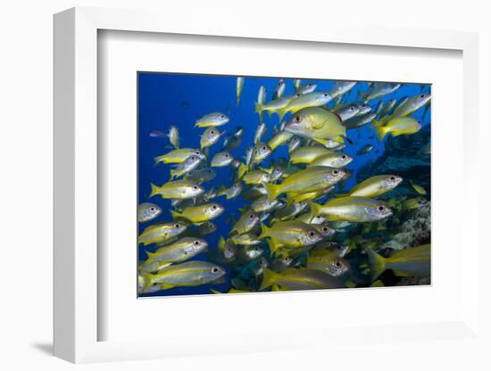 Schooling Yellow-Striped Goatfish (Mulloidichthys Vanicolensis). Great Barrier Reef-Louise Murray-Framed Photographic Print