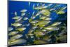 Schooling Yellow-Striped Goatfish (Mulloidichthys Vanicolensis). Great Barrier Reef-Louise Murray-Mounted Photographic Print