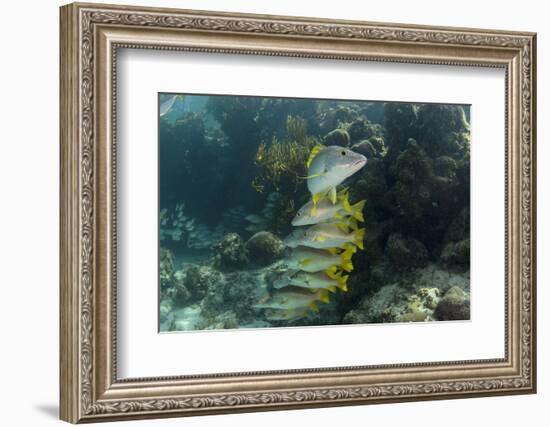 Schoolmaster, Half Moon Caye, Lighthouse Reef, Atoll, Belize-Pete Oxford-Framed Photographic Print