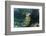 Schoolmaster, Half Moon Caye, Lighthouse Reef, Atoll, Belize-Pete Oxford-Framed Photographic Print