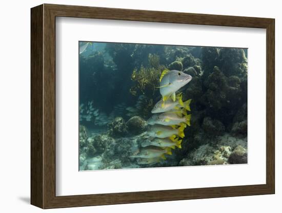 Schoolmaster, Half Moon Caye, Lighthouse Reef, Atoll, Belize-Pete Oxford-Framed Photographic Print