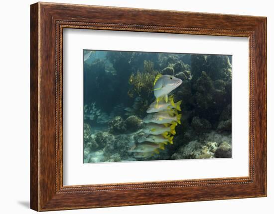 Schoolmaster, Half Moon Caye, Lighthouse Reef, Atoll, Belize-Pete Oxford-Framed Photographic Print