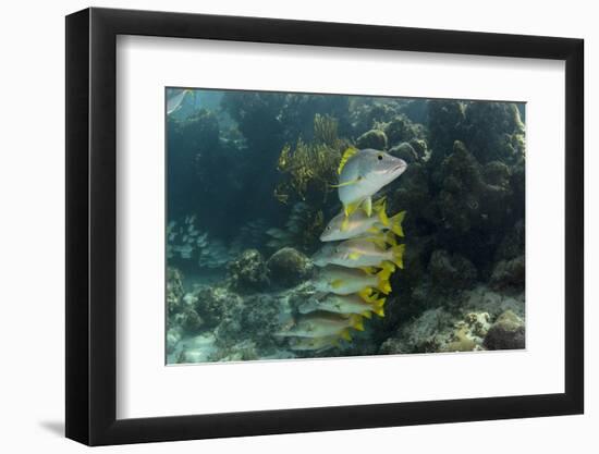 Schoolmaster, Half Moon Caye, Lighthouse Reef, Atoll, Belize-Pete Oxford-Framed Photographic Print