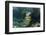 Schoolmaster, Half Moon Caye, Lighthouse Reef, Atoll, Belize-Pete Oxford-Framed Photographic Print