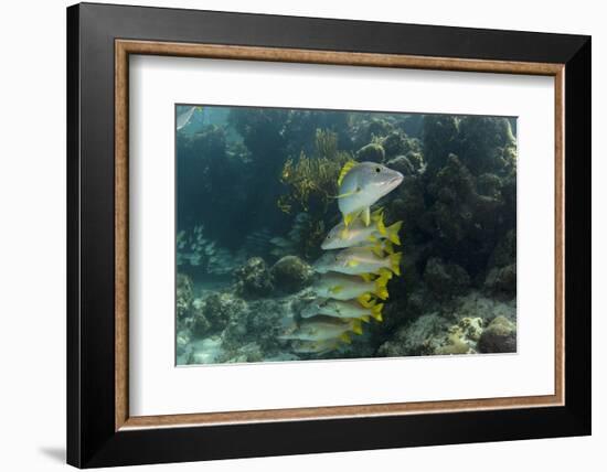 Schoolmaster, Half Moon Caye, Lighthouse Reef, Atoll, Belize-Pete Oxford-Framed Photographic Print