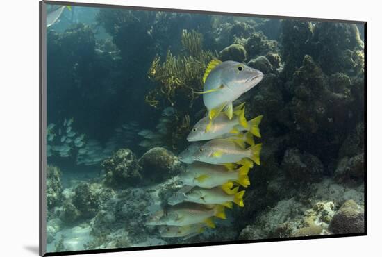 Schoolmaster, Half Moon Caye, Lighthouse Reef, Atoll, Belize-Pete Oxford-Mounted Photographic Print