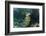 Schoolmaster, Half Moon Caye, Lighthouse Reef, Atoll, Belize-Pete Oxford-Framed Photographic Print