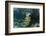 Schoolmaster, Half Moon Caye, Lighthouse Reef, Atoll, Belize-Pete Oxford-Framed Photographic Print