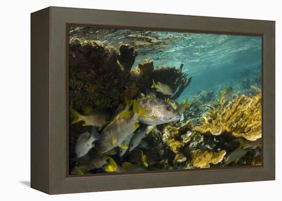 Schoolmaster in Elkhorn Coral, Hol Chan Marine Reserve, Belize-Pete Oxford-Framed Premier Image Canvas