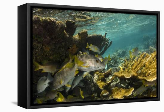 Schoolmaster in Elkhorn Coral, Hol Chan Marine Reserve, Belize-Pete Oxford-Framed Premier Image Canvas