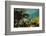 Schoolmaster in Elkhorn Coral, Hol Chan Marine Reserve, Belize-Pete Oxford-Framed Photographic Print