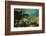 Schoolmaster in Elkhorn Coral, Hol Chan Marine Reserve, Belize-Pete Oxford-Framed Photographic Print