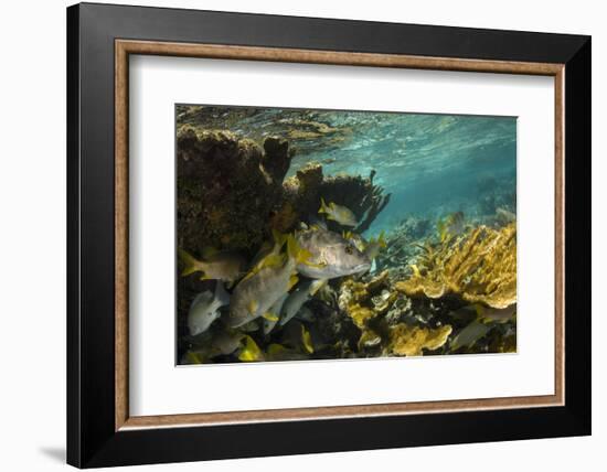 Schoolmaster in Elkhorn Coral, Hol Chan Marine Reserve, Belize-Pete Oxford-Framed Photographic Print