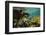 Schoolmaster in Elkhorn Coral, Hol Chan Marine Reserve, Belize-Pete Oxford-Framed Photographic Print