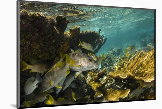 Schoolmaster in Elkhorn Coral, Hol Chan Marine Reserve, Belize-Pete Oxford-Mounted Photographic Print