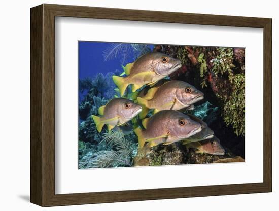 Schoolmaster snapper school in the reef, Little Cayman island, Cayman Islands, Caribbean-Jordi Chias-Framed Photographic Print