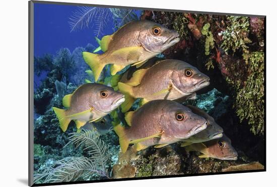 Schoolmaster snapper school in the reef, Little Cayman island, Cayman Islands, Caribbean-Jordi Chias-Mounted Photographic Print