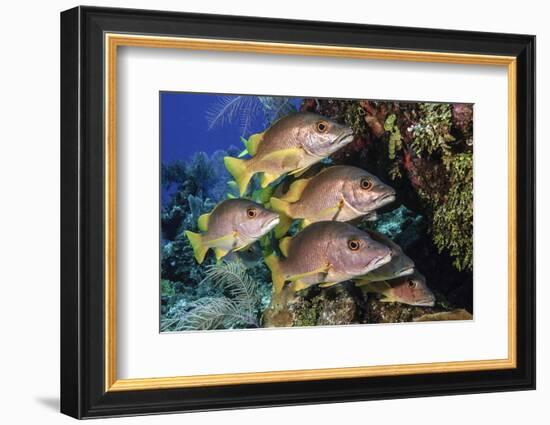 Schoolmaster snapper school in the reef, Little Cayman island, Cayman Islands, Caribbean-Jordi Chias-Framed Photographic Print