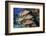 Schoolmaster snapper school in the reef, Little Cayman island, Cayman Islands, Caribbean-Jordi Chias-Framed Photographic Print