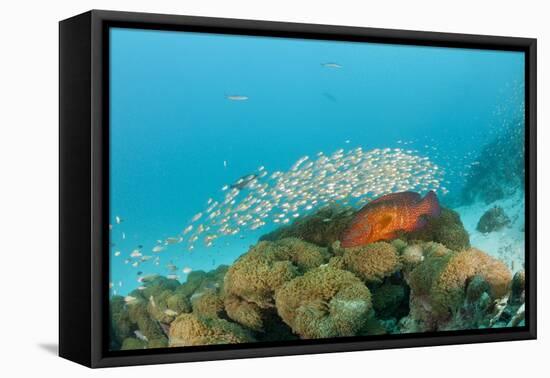 Schoolof Pygmy Sweepers and a Coral Grouper-Reinhard Dirscherl-Framed Premier Image Canvas