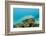 Schoolof Pygmy Sweepers and a Coral Grouper-Reinhard Dirscherl-Framed Photographic Print