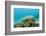 Schoolof Pygmy Sweepers and a Coral Grouper-Reinhard Dirscherl-Framed Photographic Print