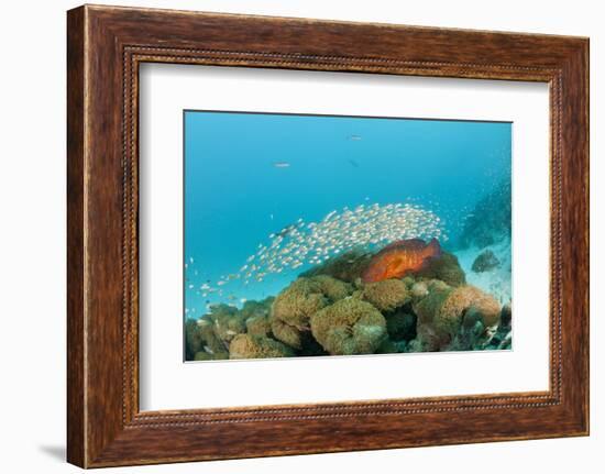 Schoolof Pygmy Sweepers and a Coral Grouper-Reinhard Dirscherl-Framed Photographic Print