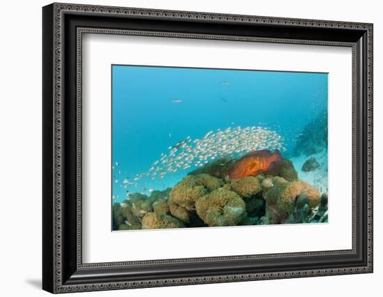 Schoolof Pygmy Sweepers and a Coral Grouper-Reinhard Dirscherl-Framed Photographic Print